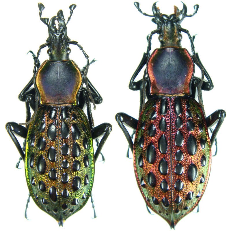 Insect   Coptolabrus ignigena demisus   Pair   35 45mm