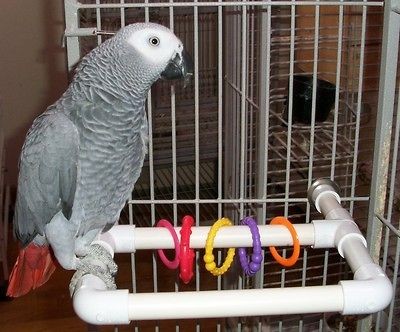 Pet Supplies  Bird Supplies  Perches