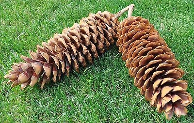 sugar pine cone in Pine Cones