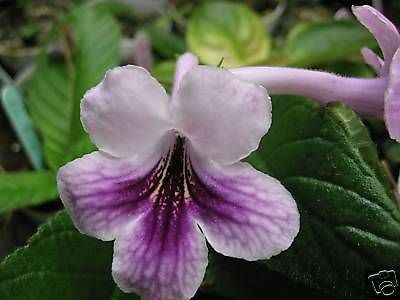 streptocarpus in Houseplants