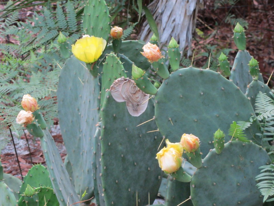 Prickly Pear Pads for planting   Hardy and easy to grow