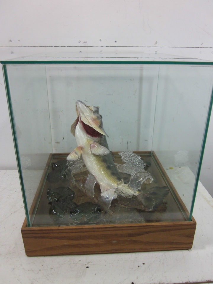 Custom Made Taxidery Bass? Glass Fish Display Case
