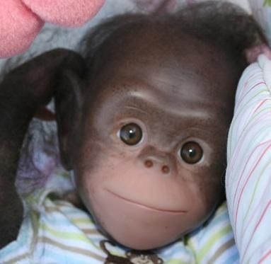 CHAZ CHIMPANZEE Reborn Doll, Assembled, Fully Painted & Rooted for you 