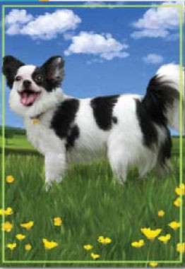 Panda the Chihuahua Dog Garden size Flag PR 51346