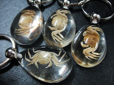 12pcs real golden steam crab clear waterdrop lucid bottom design magic 