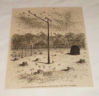 1885 engraving ~ DECOY TRAP FOR WILD PIGEON