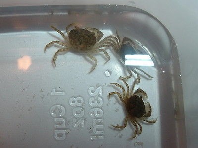 10 Freshwater Dwarf Mud Crabs 