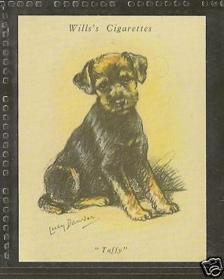 1940 Reissue LUCY DAWSON Dog Art Wills UK Cigarette Card WELSH TERRIER 