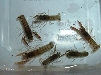 10 unsexed dwarf crayfish 