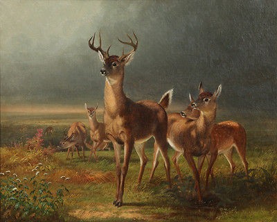 Holbrook William Beard Deer OnThe Prairie Canvas 16 x 20