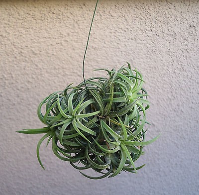 tillandsia ionantha mexico small hanging ball clump 