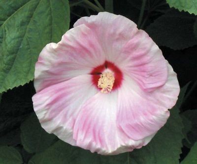 ª˜¨¨¯ PINK LUNA MALLOW HIBISCUS 15 SEEDS AL1985SC ¯¨¨˜