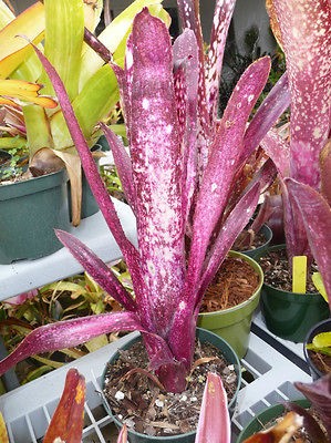 pyramidalis bromeliad  4 99 