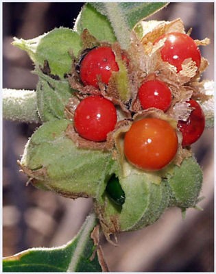 50 indian ginseng withania somnifera ashwaganda seeds  1 00 