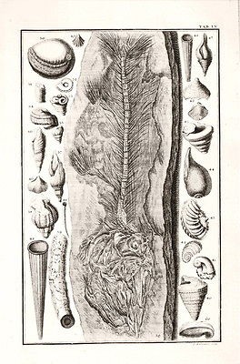 ANTIQUE PRINTS, 1731, FOSSIL FISHES   INSECTS   WALRUS TUSK 