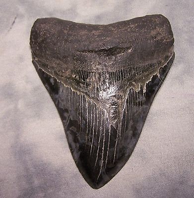 megalodon tooth in Rocks, Fossils & Minerals