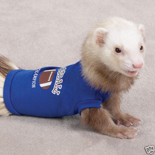   FERRET Clothes T Shirt Blue FOOTBALL Champion 7 long / 7 8 Chest