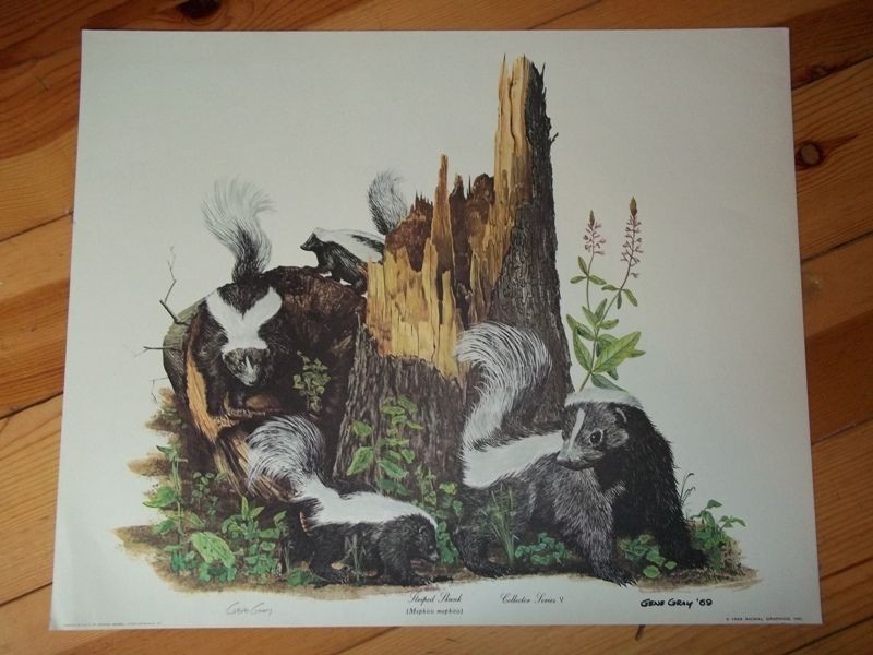 signed gene gray print the striped skunk 22 x 18