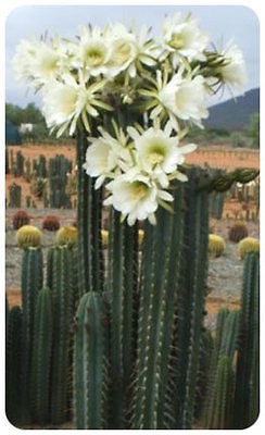 PERUVIAN TORCH CACTUS (Trichocereus peruvianus) 100 seeds