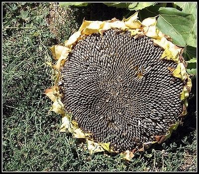 NEW* GIANT MONGOLIAN SUNFLOWER*7 SEEDS*E~Z GROW*Rare*WORLDS LARGEST 