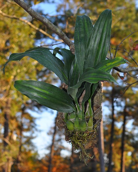 Mounted Orchid (Dendrochilum glumaceum) #15 YOU MUST EXPERIENCE THIS 