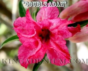   Desert Roses Double Flower  Double Adah  20 Seeds New RARE