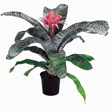 Aechmea Fasciata Primera The Spineless Vase Plant