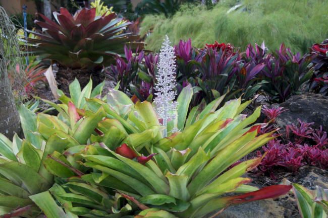 Bromeliads Aechmea Mexicana Albo Tropical Beauty