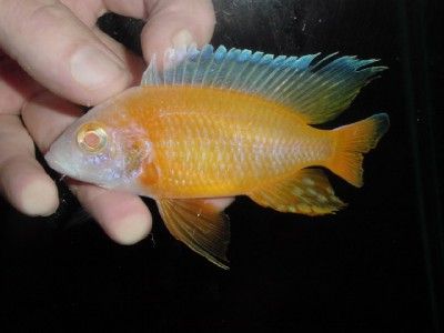 Live African Cichlid Fish Lake Malawi