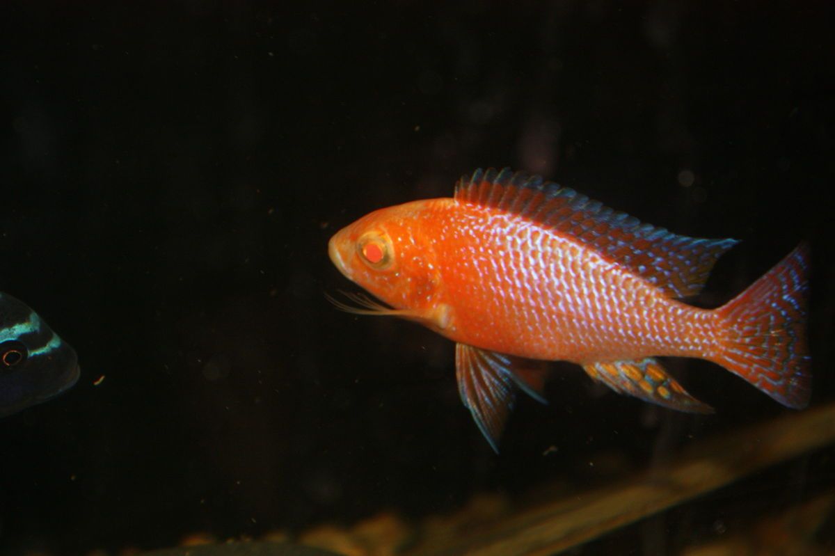 African Cichlids 3 Albino Dragonblood Peacocks Live Fish  