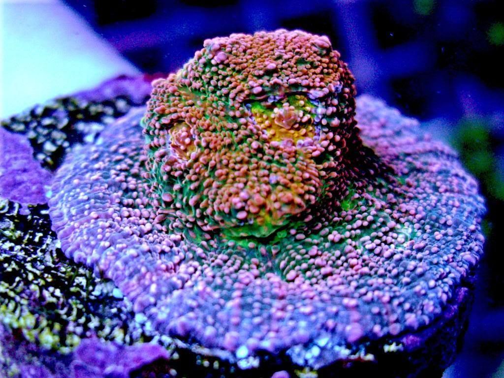 TATS TROPICAL PINK RAINBOW BOOBIES ECHINO CHALICE 1 FRAG Acan Zoos