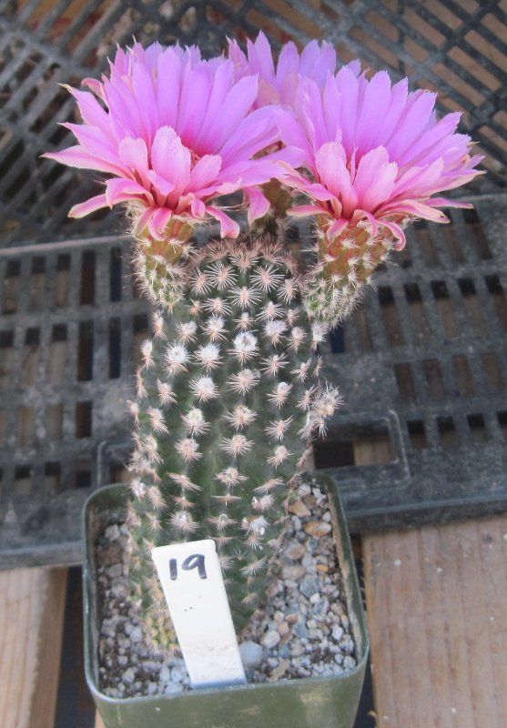 Echinocereus Reichenbachii Alberti Cold Hardy Large Pink Flowers 