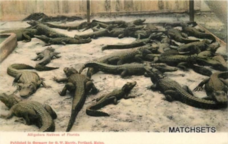 Native Florida Alligators Scene G w Morris Postcard