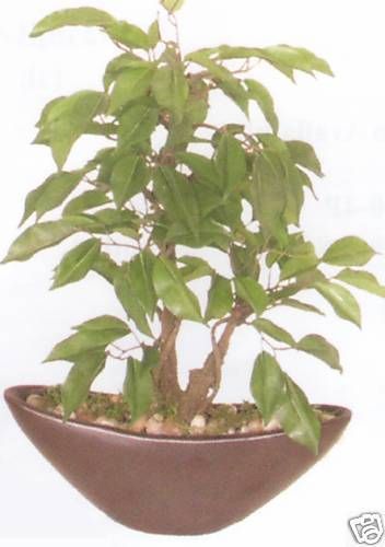 ARTIFICIAL BONSAI TREE PLANT ARRANGEMENT TOPIARY SILK PATIO DEN PORCH 