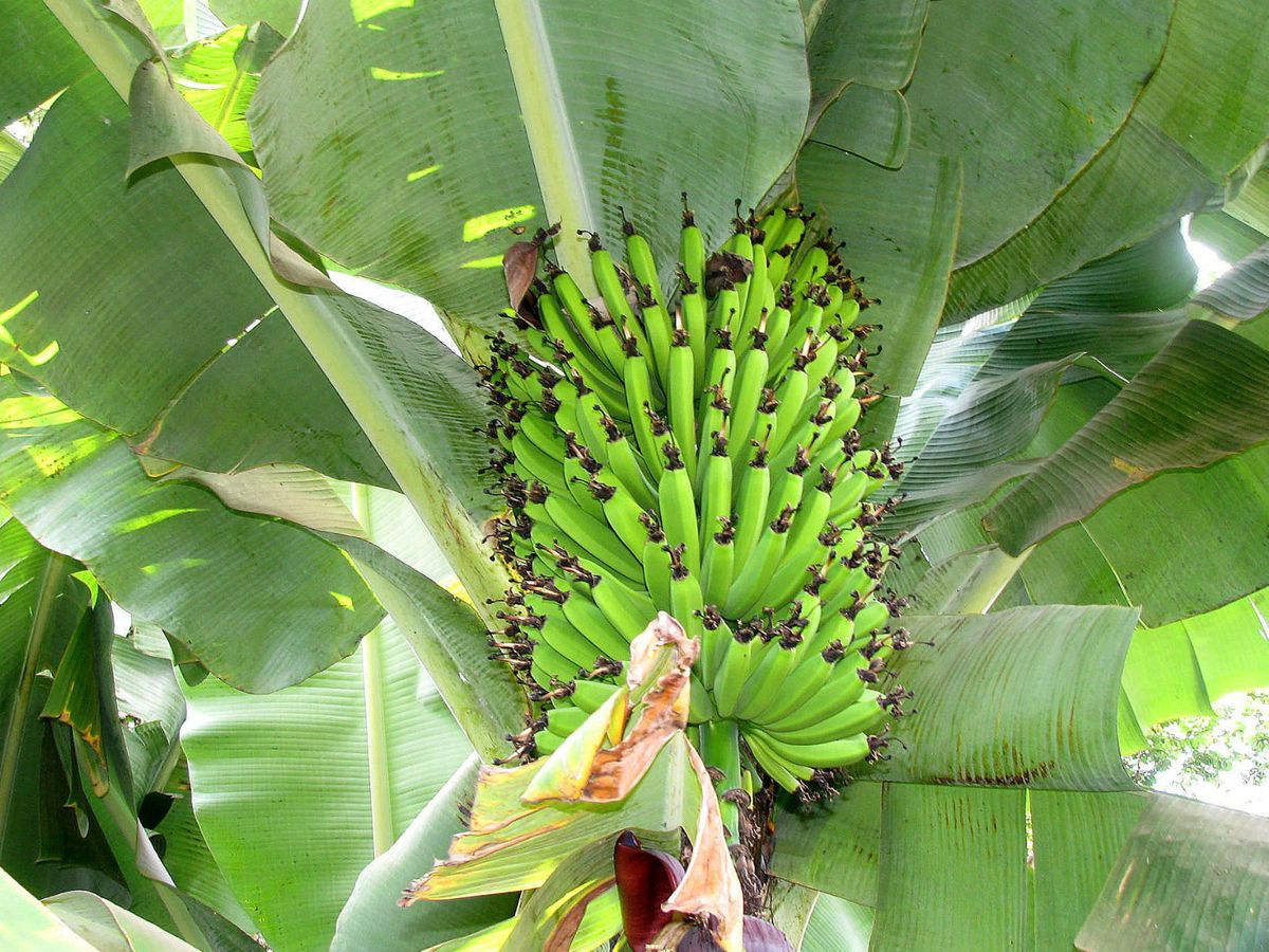 Helens Banana 5 Seeds Musa SP Hardy Musa Hybrid