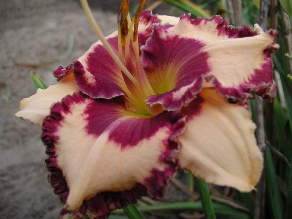 Picotee Rippled Ruffles DF B1E Carpenter J 06 DAYLILY