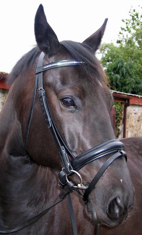 effect noseband  128 72 