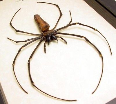 real large japanese orb weaver bat face spider 2207  59 99 