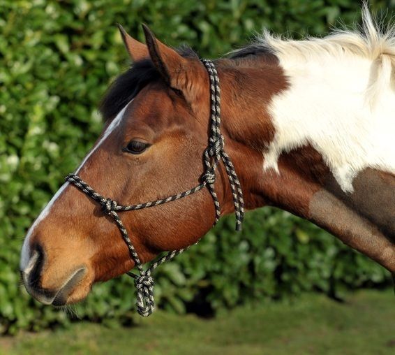 Rope Halter/Headcol​lar Pony Cob or Full   For Natural Horsemanship 