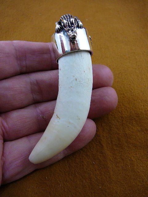 G163 9) Extra LARGE 3 3/4 GATOR Alligator Tooth SILVER CAP gators 