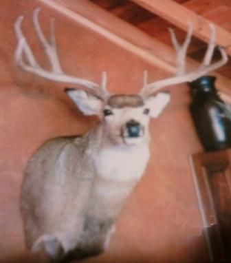   PLAINS COLORADO BORDER RUT ARCHERY MULE DEER ANTELOPE COMBO HUNT 3499