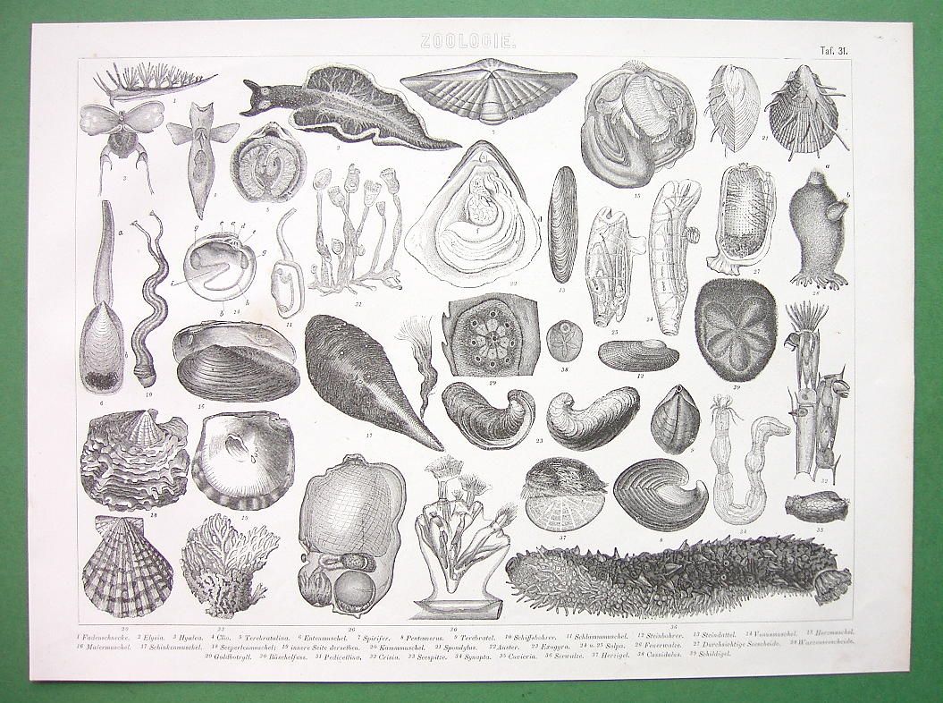 36 sea cucumber 37 spatangoida 38 cassidulus 39 shield urchin