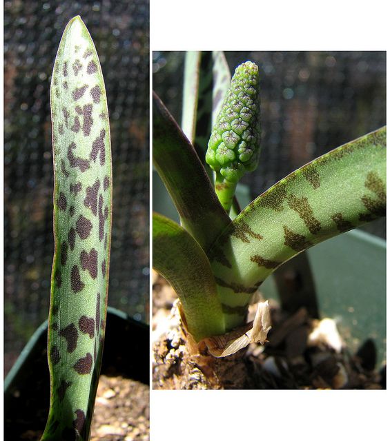 Ledebouria sp. ex Barberton, South Africa 3 BULBS beauitful spots 