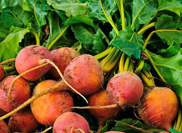 These beets are a rich, golden yellow and very sweet. A beautiful beet 