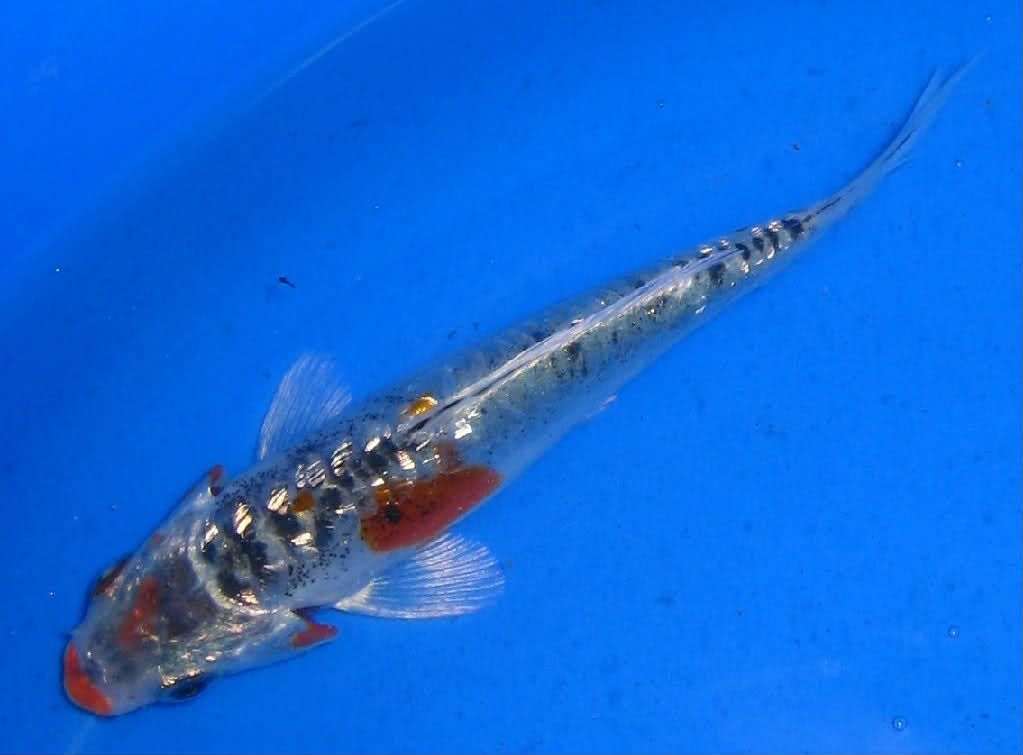   Tropheus Dubosii African Cichlid Live Fish Aquarium Foru