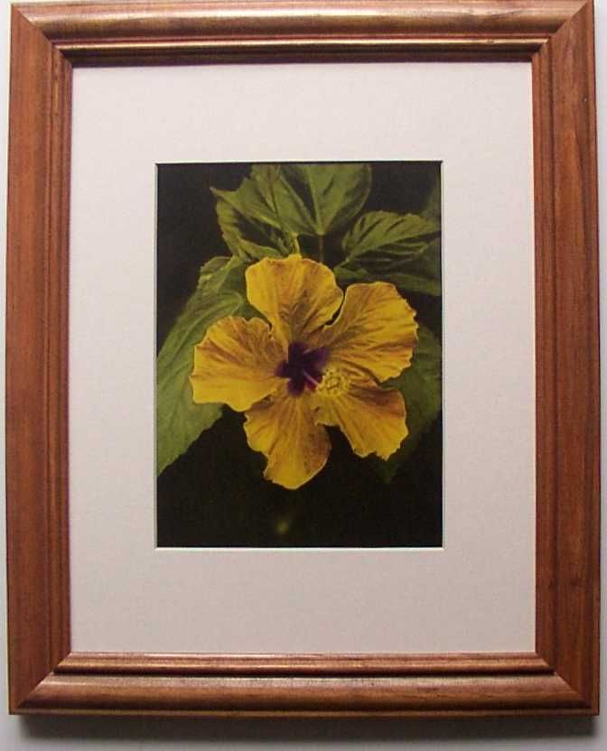 Yellow Hibiscus Edithe Beutler 1940s Matted Art Hawaii