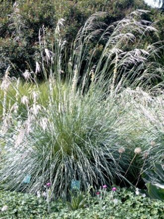 STÜCK Silber Ährengras Stipa Calamagrostis Ziergräser Ziergras Im 