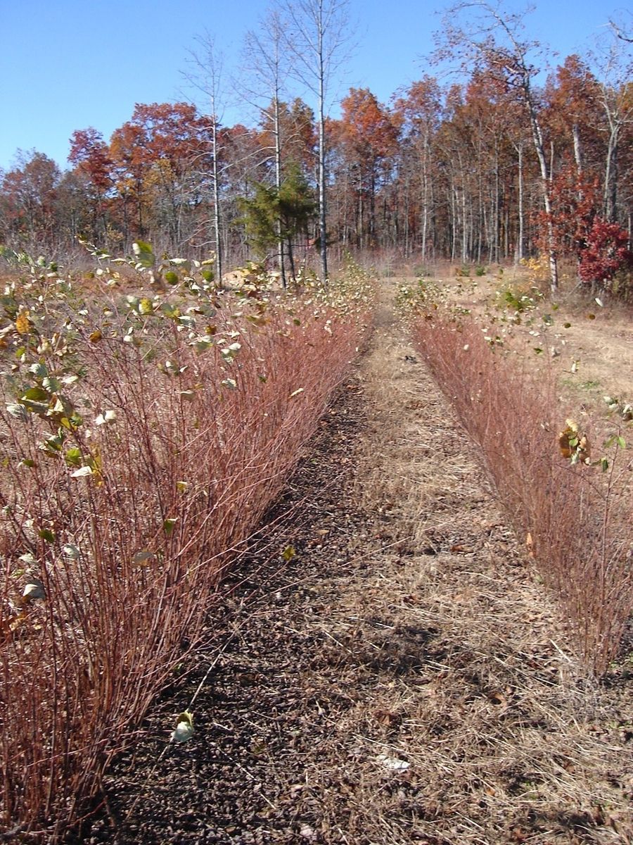 10 River Birch Trees Betula Nigra 3 to 4 ft Tall