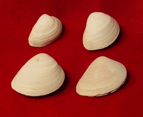 Fossil Bivalve Rangia Nasuta Pliocene Florida S775