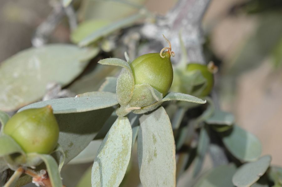 Jojoba Shrub Simmondsia chinensis Seeds